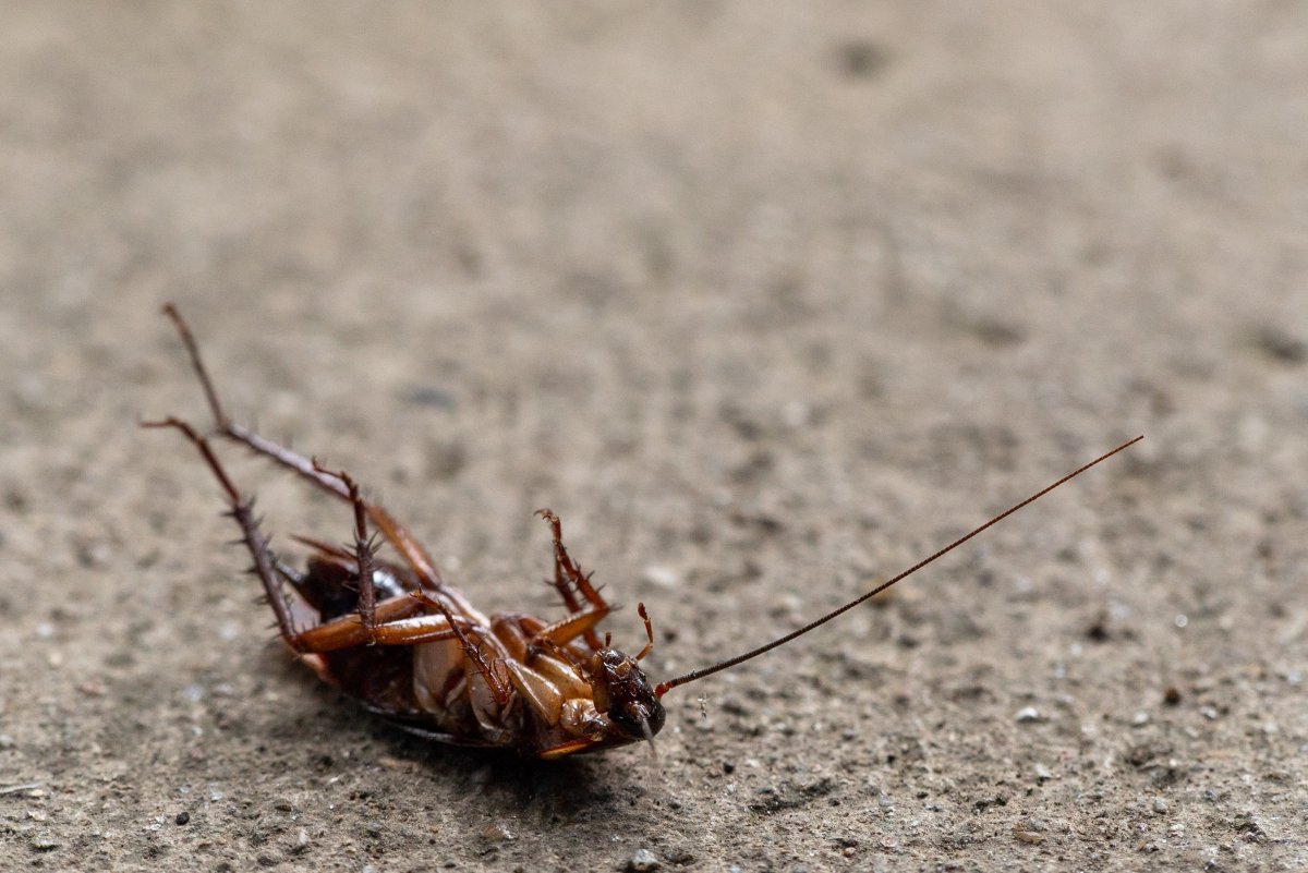 Cockroach Pest Control Beaumont