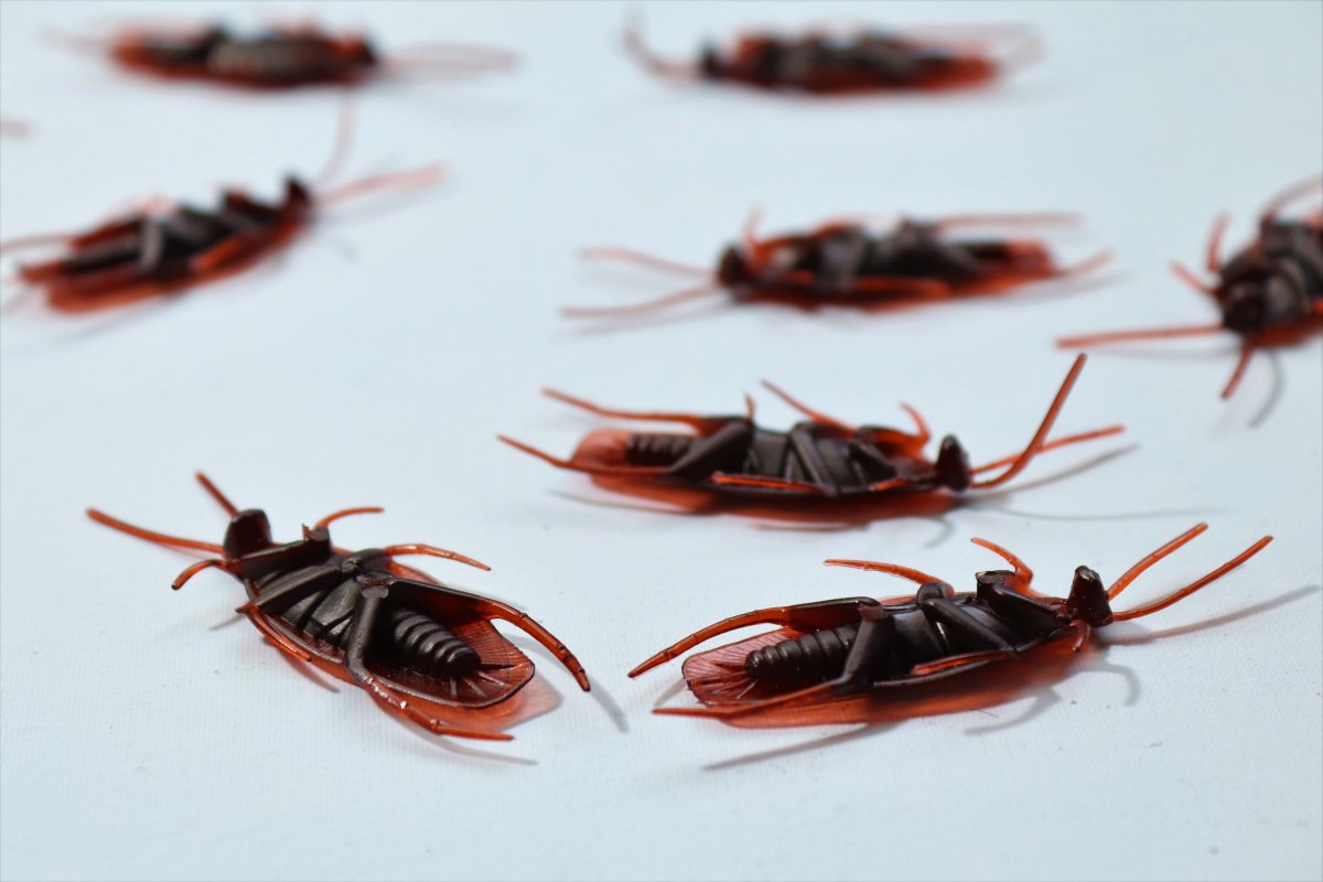 Cockroach Treatment Beaumont